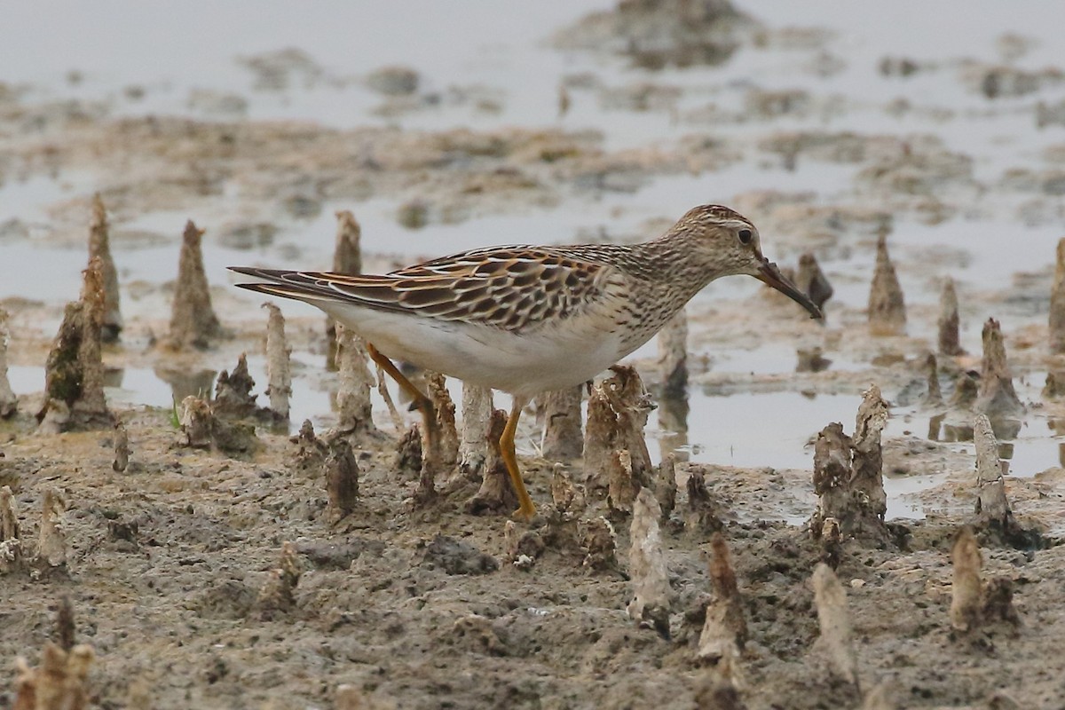 Pectoral Sandpiper - ML483100061