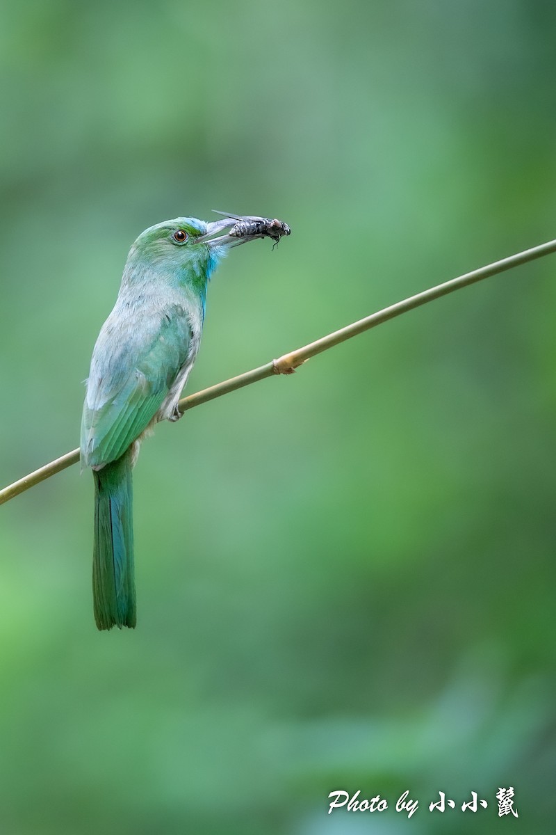 Blue-bearded Bee-eater - ML483100161