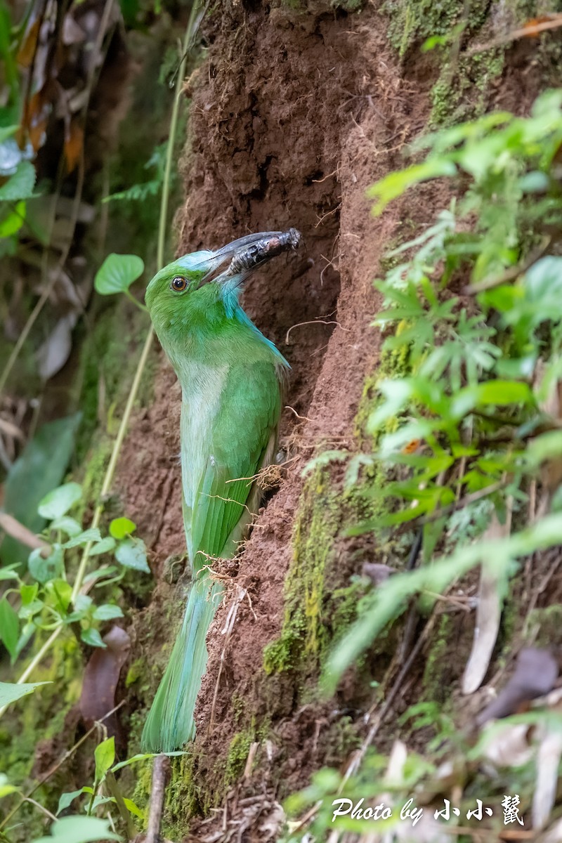 Blue-bearded Bee-eater - ML483100171