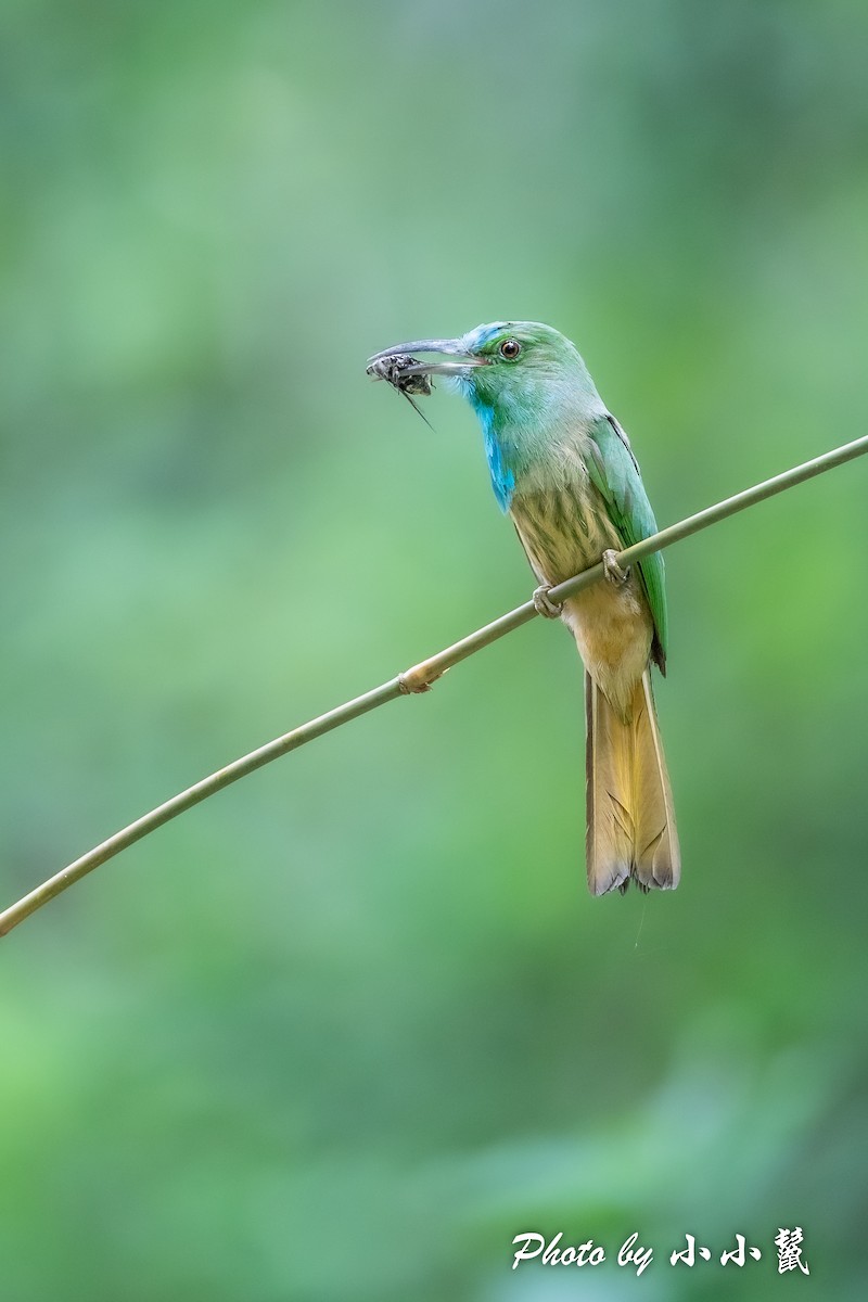 Blue-bearded Bee-eater - ML483100181