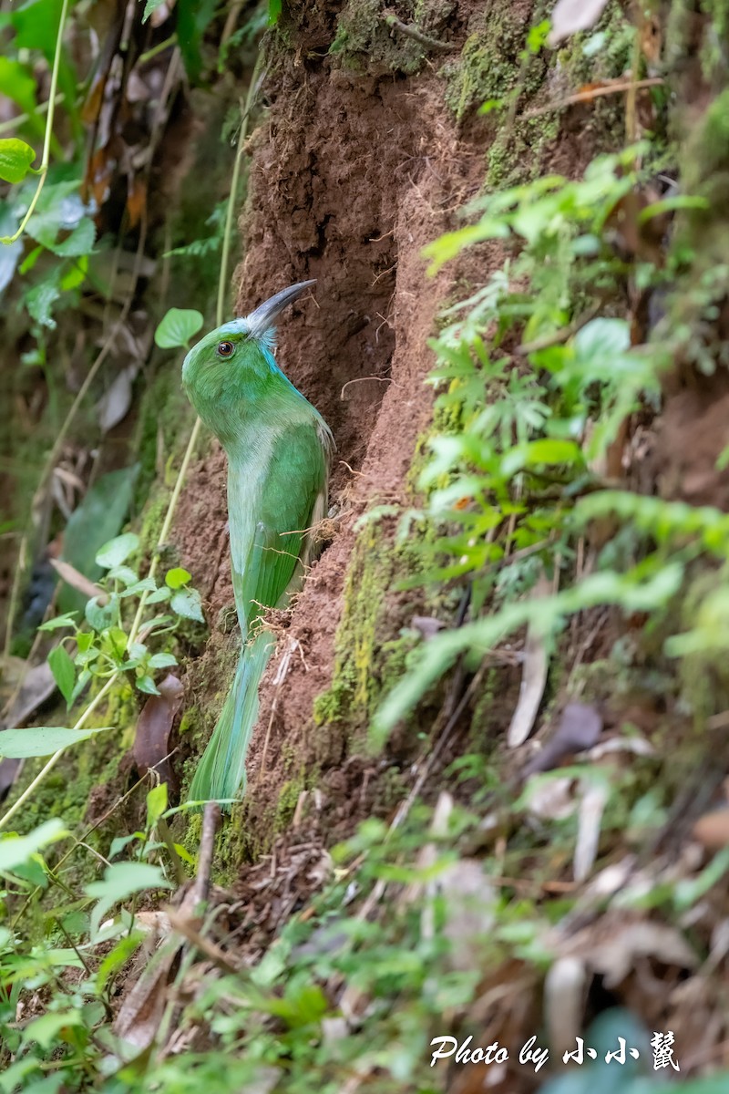 Blue-bearded Bee-eater - ML483100191