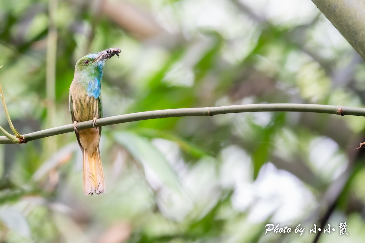 Blue-bearded Bee-eater - ML483100251