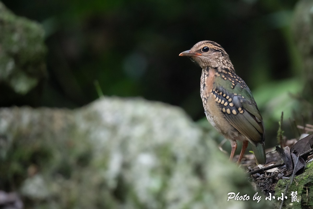 Blue-rumped Pitta - ML483100291