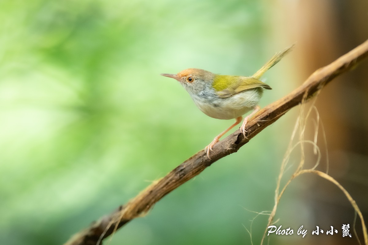 Common Tailorbird - ML483100411