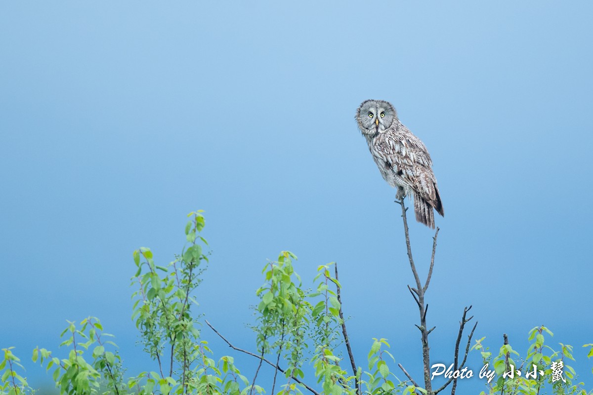 Great Gray Owl (Lapland) - Hanyang Ye
