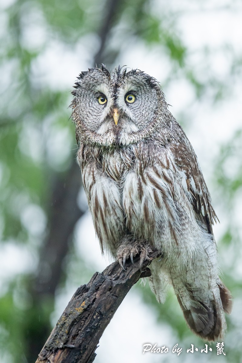 Great Gray Owl (Lapland) - Hanyang Ye