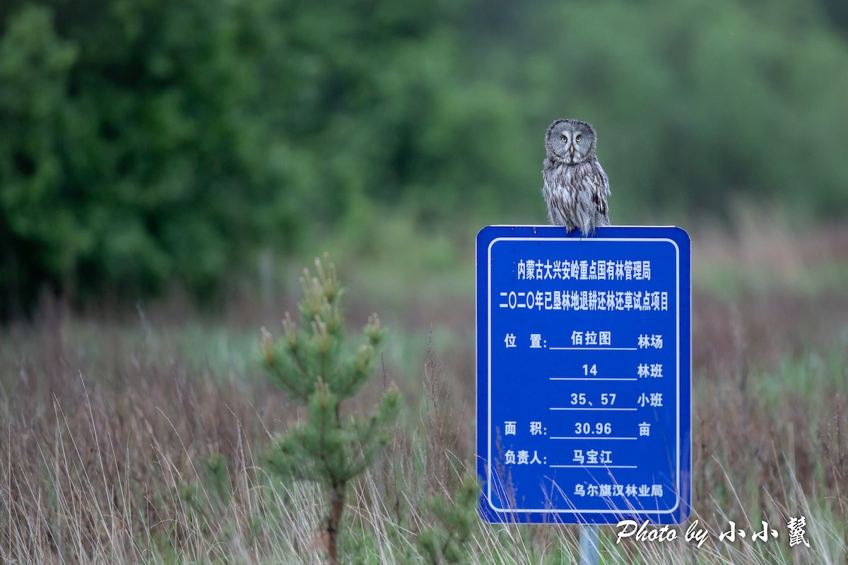 Great Gray Owl (Lapland) - ML483101131