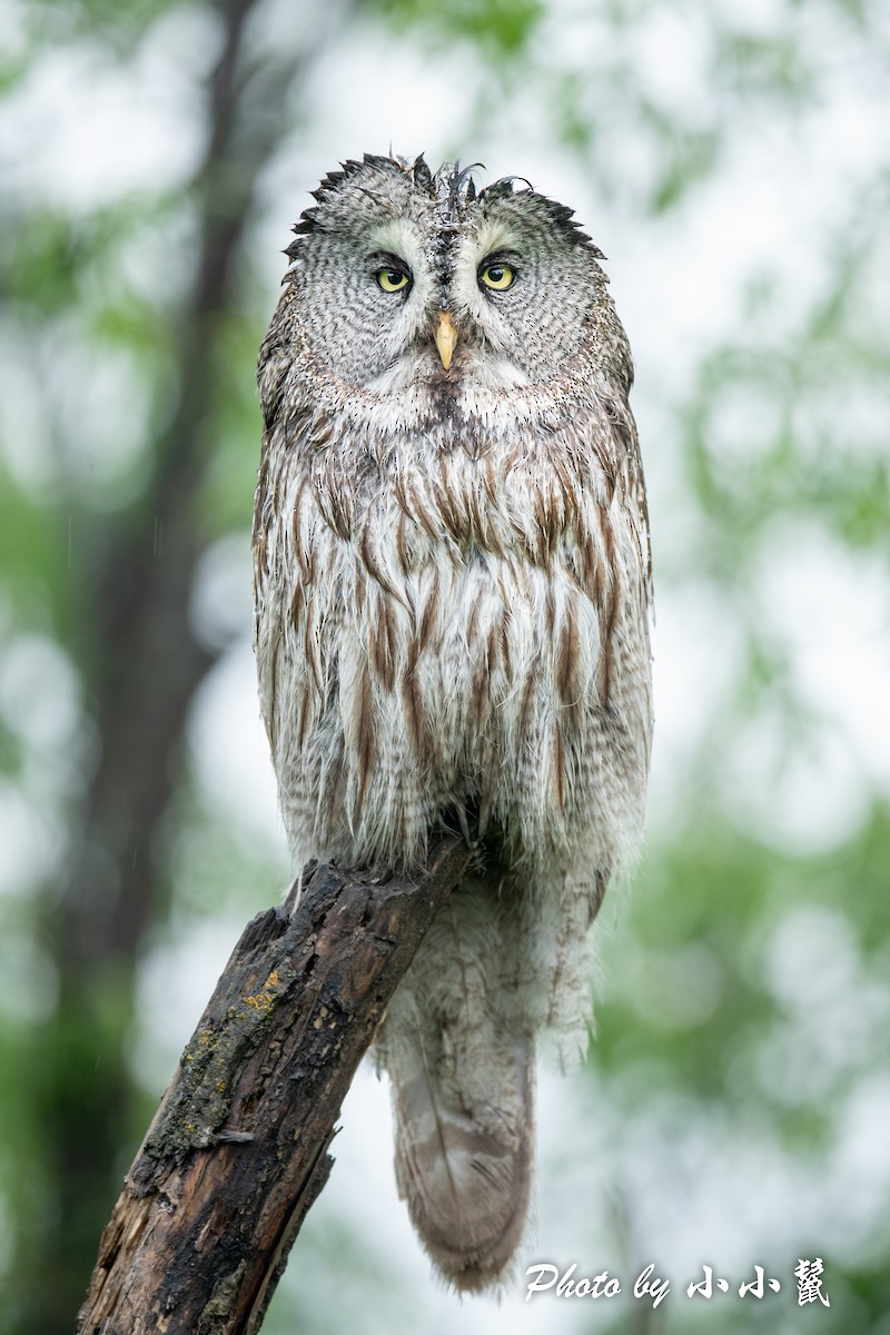 Great Gray Owl (Lapland) - Hanyang Ye