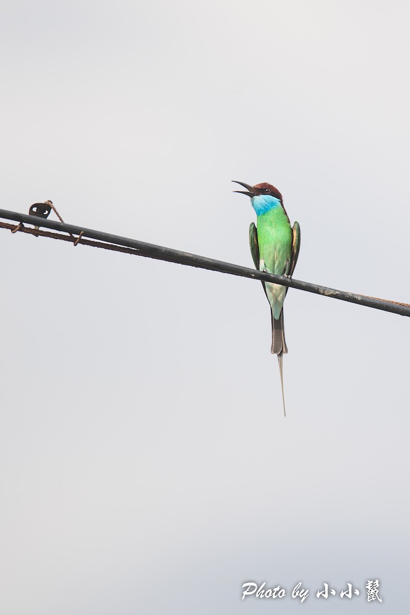 Blue-throated Bee-eater - Hanyang Ye