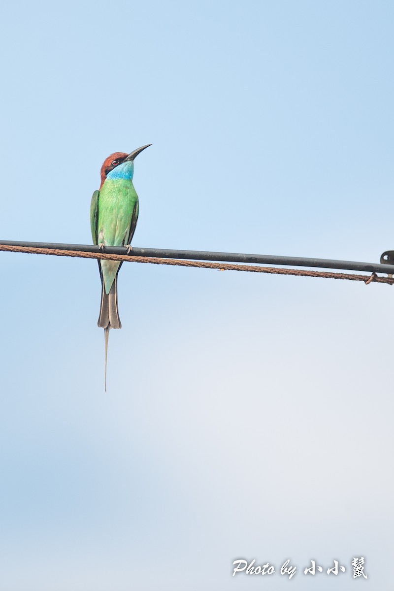 Blue-throated Bee-eater - Hanyang Ye