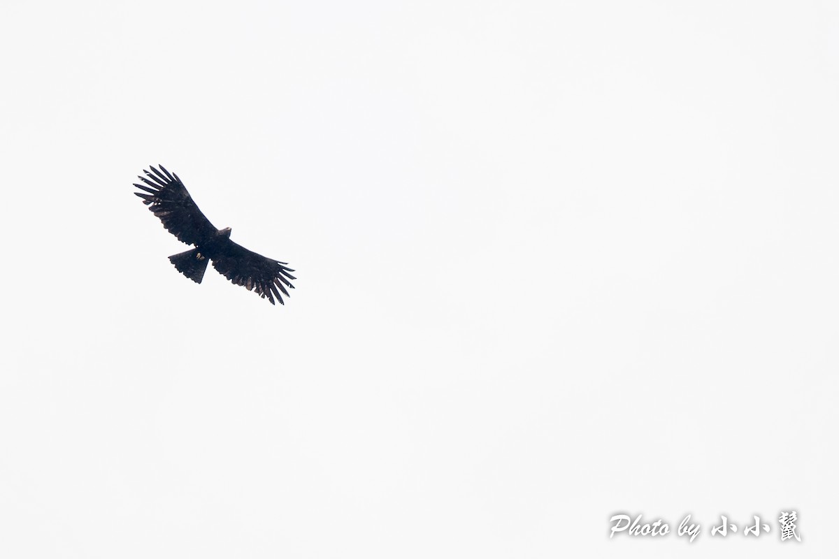 Black Eagle - ML483101411