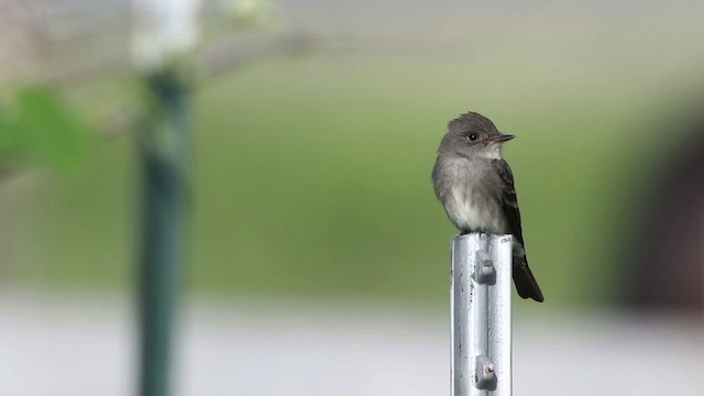 Western Wood-Pewee - ML483102