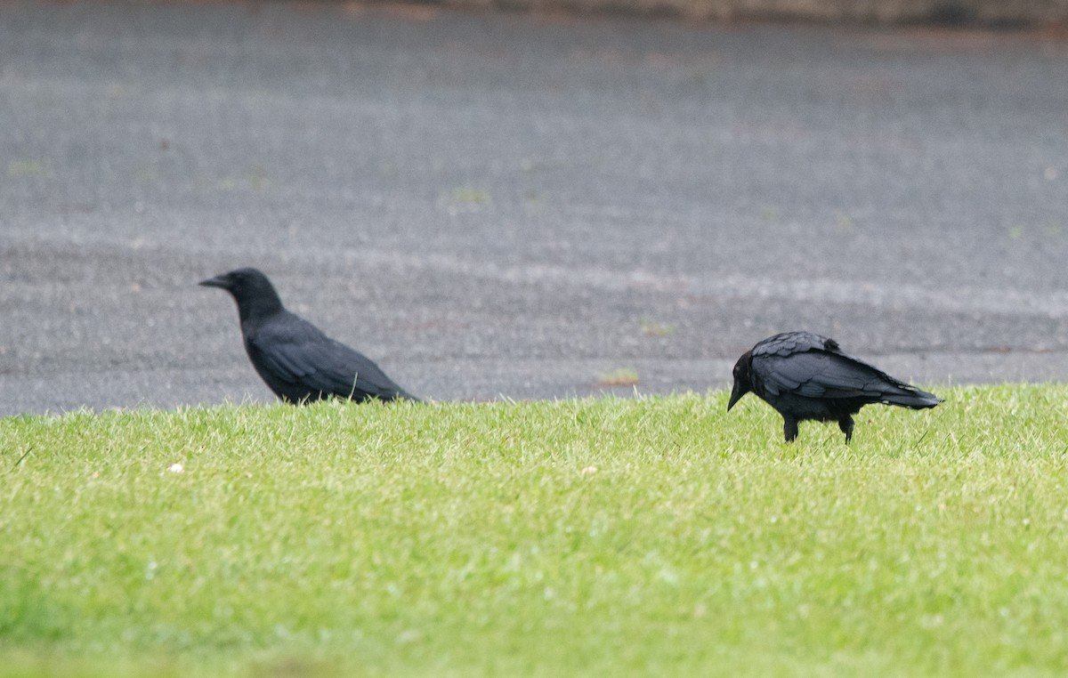 American Crow - ML483102011