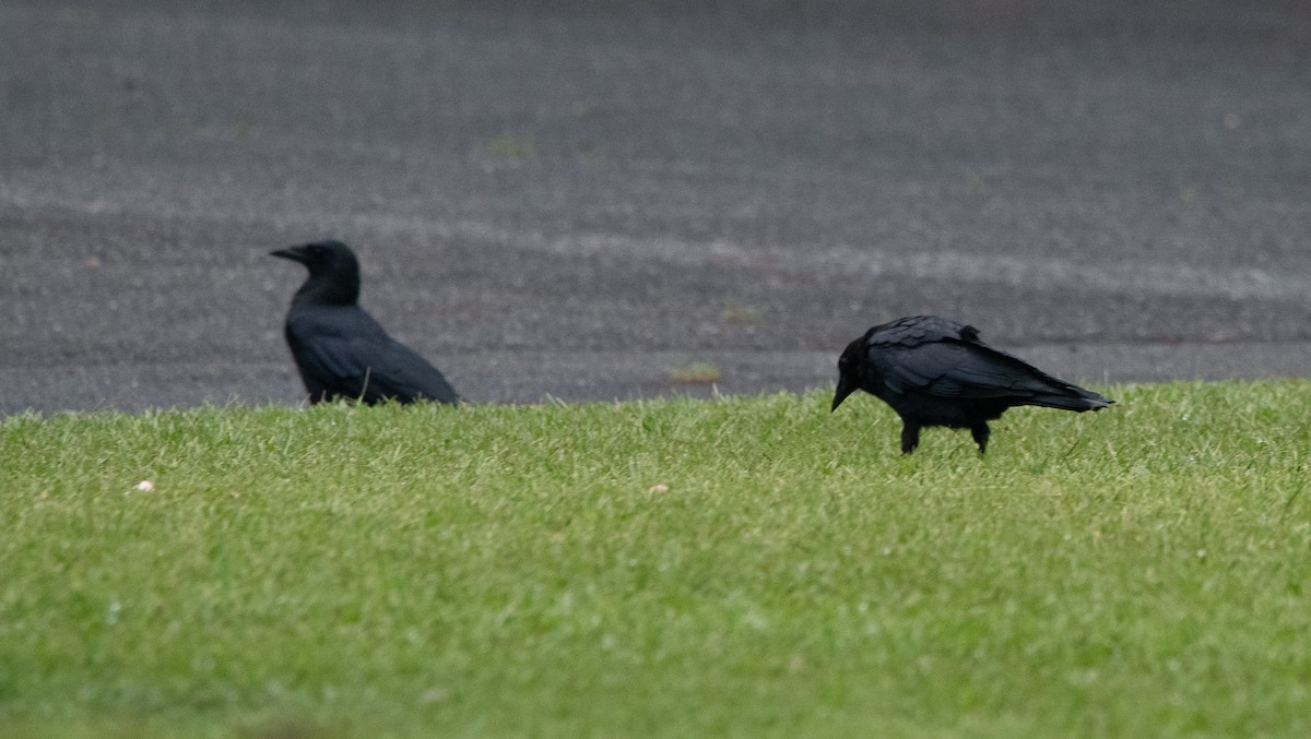 American Crow - ML483102021