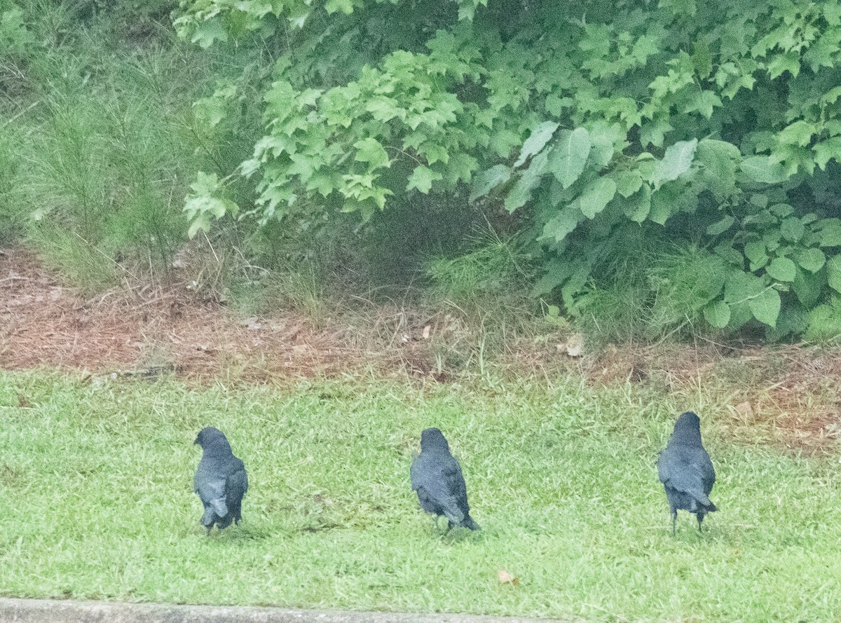 American Crow - ML483102041