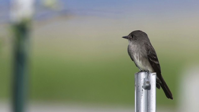 Western Wood-Pewee - ML483103