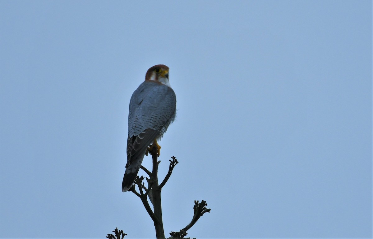 Red-necked Falcon - ML483104791