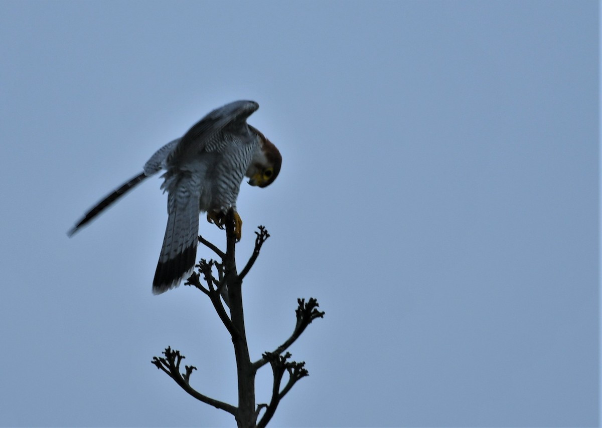 Red-necked Falcon - ML483104801