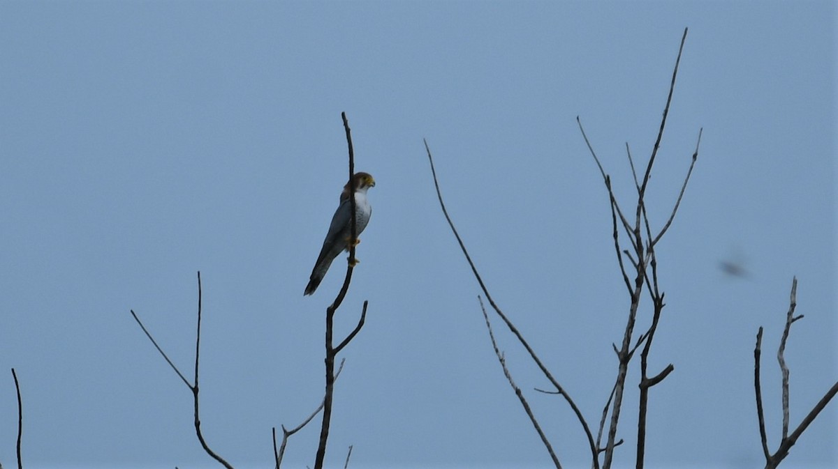 Red-necked Falcon - ML483104841