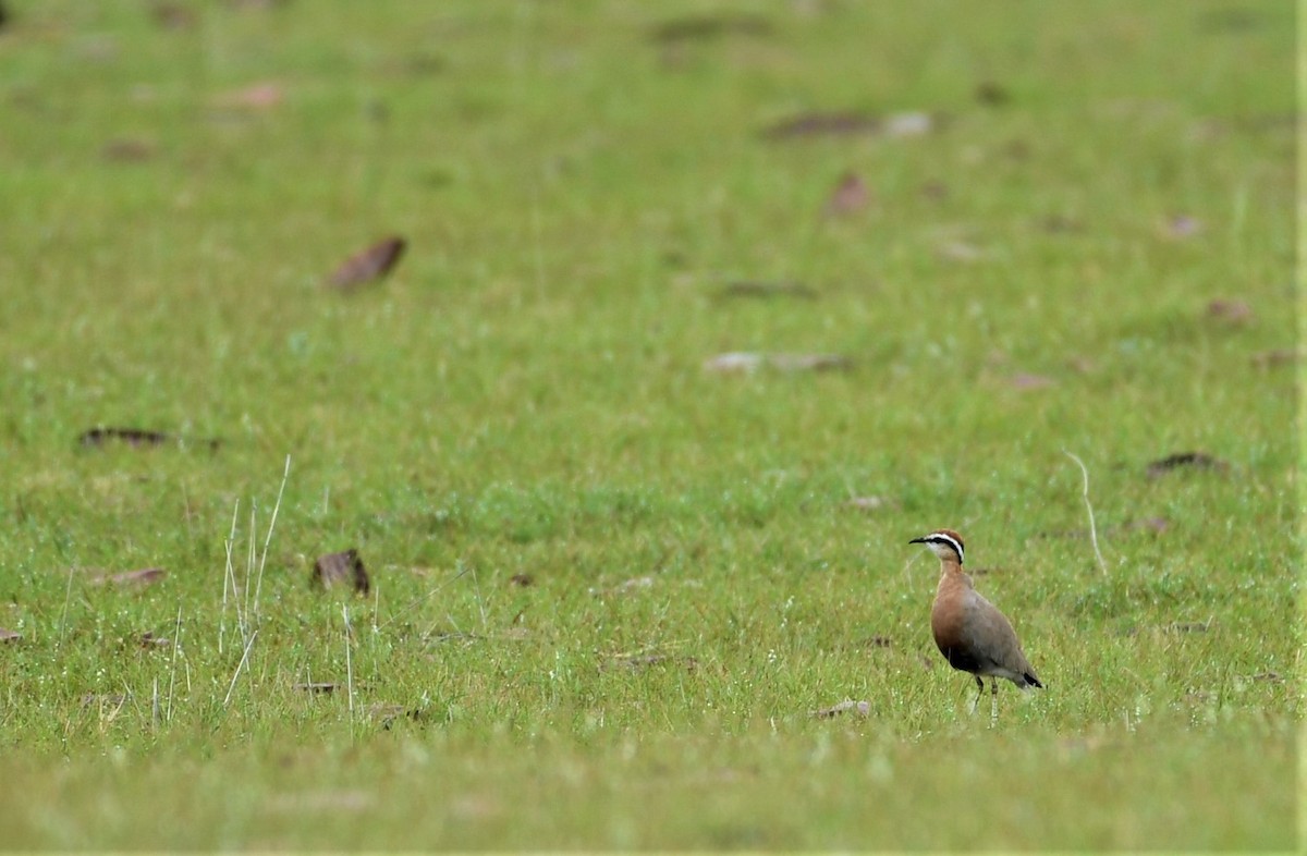 Indian Courser - ML483104991