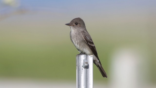 Western Wood-Pewee - ML483105