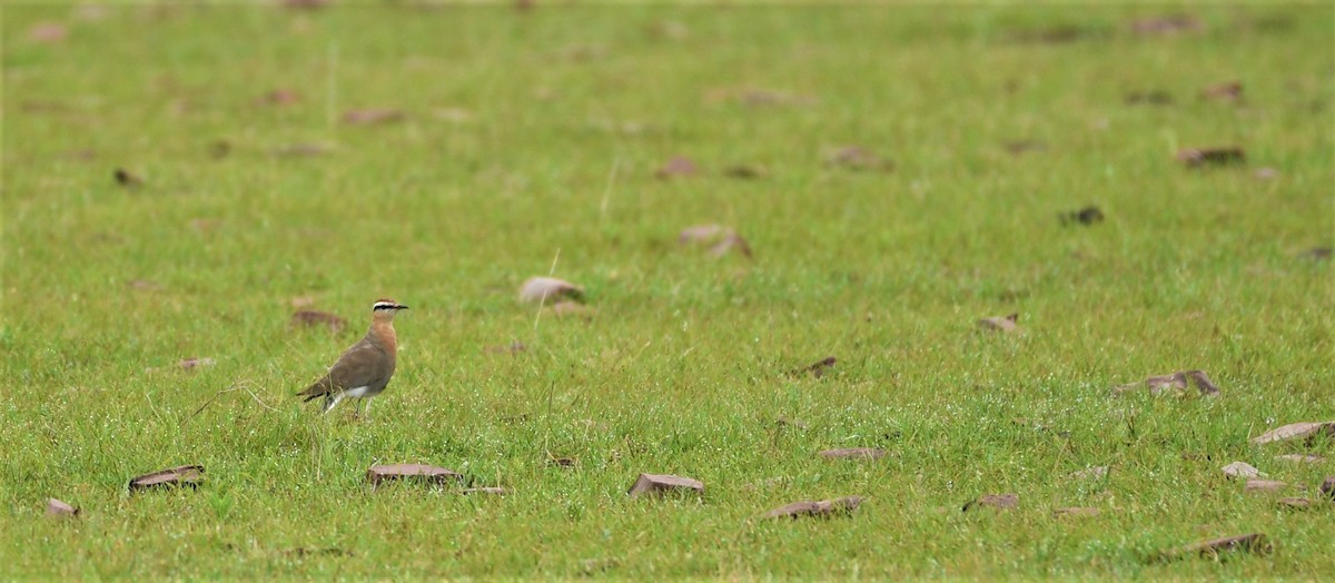 Indian Courser - ML483105001
