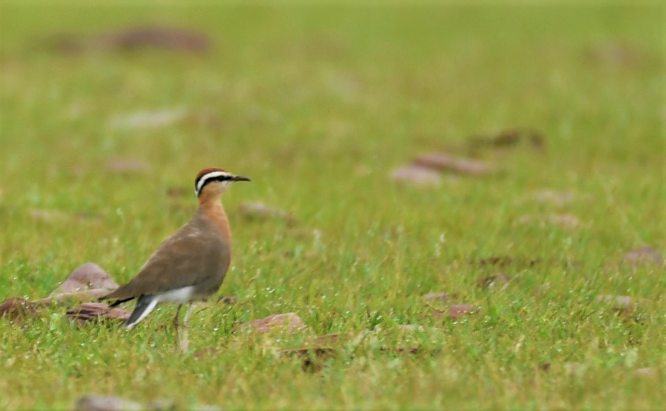 Indian Courser - ML483105011