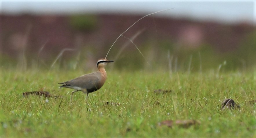 Indian Courser - ML483105021