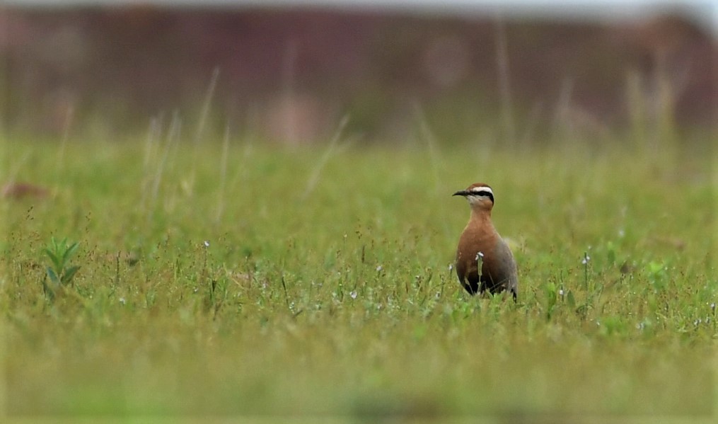 Indian Courser - ML483105031