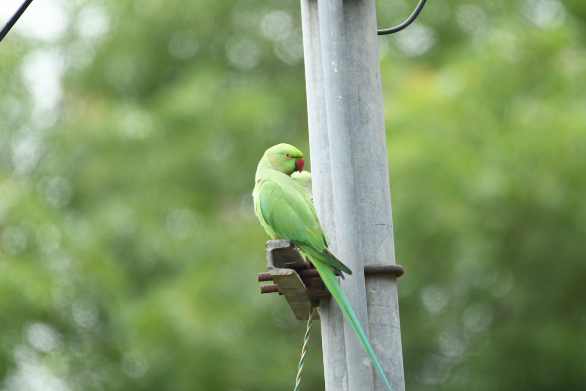 Rose-ringed Parakeet - ML483105091