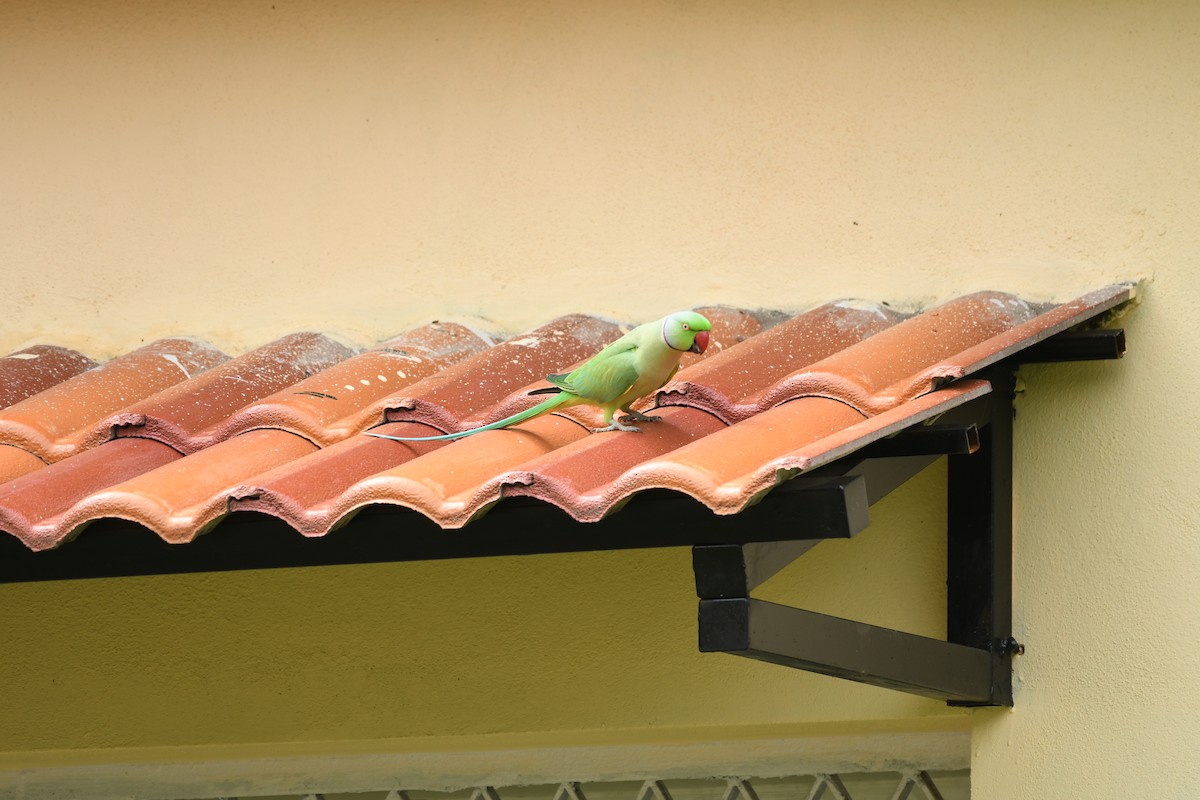 Rose-ringed Parakeet - ML483105101