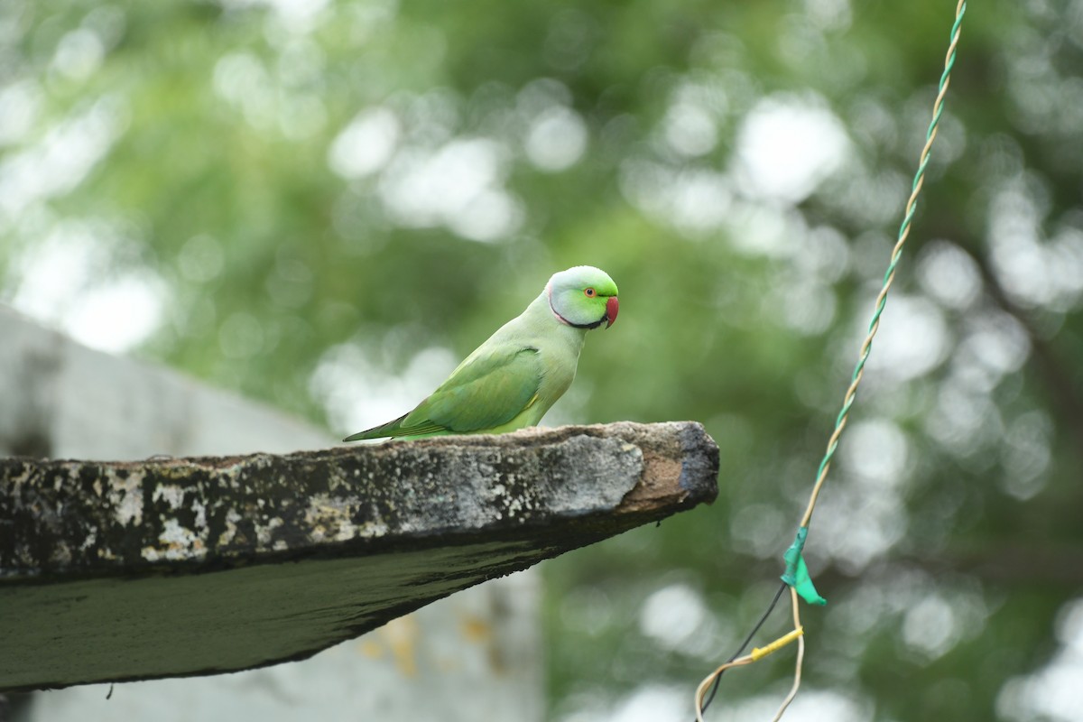 Rose-ringed Parakeet - ML483105111