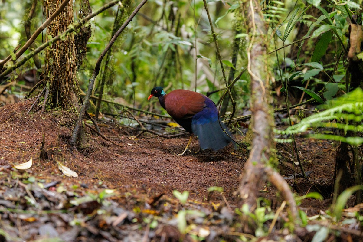 Pheasant Pigeon - ML483105621