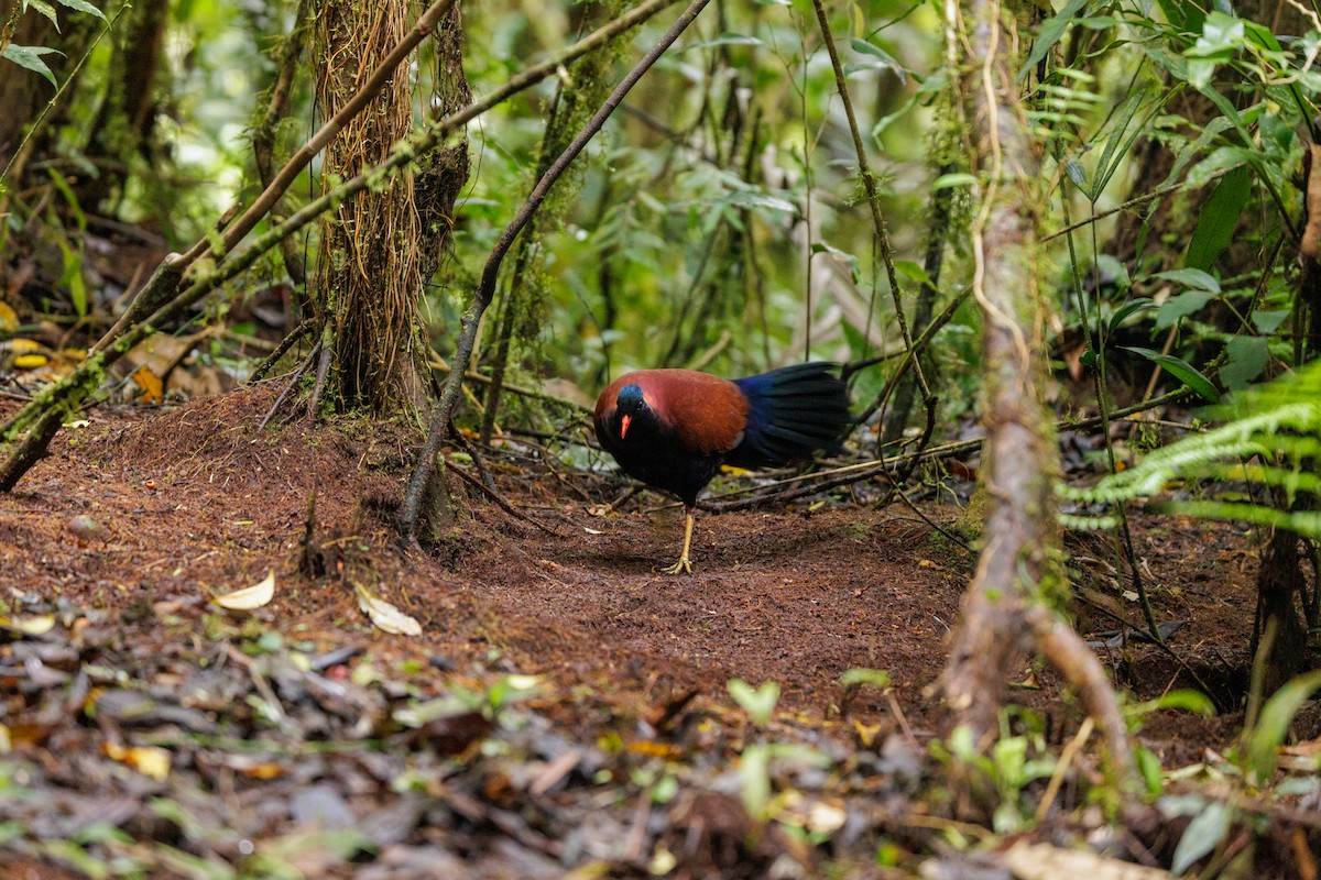 Pheasant Pigeon - ML483105631