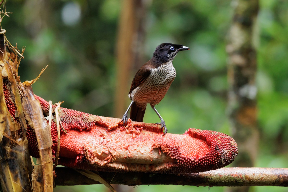 Western Parotia - ML483105911