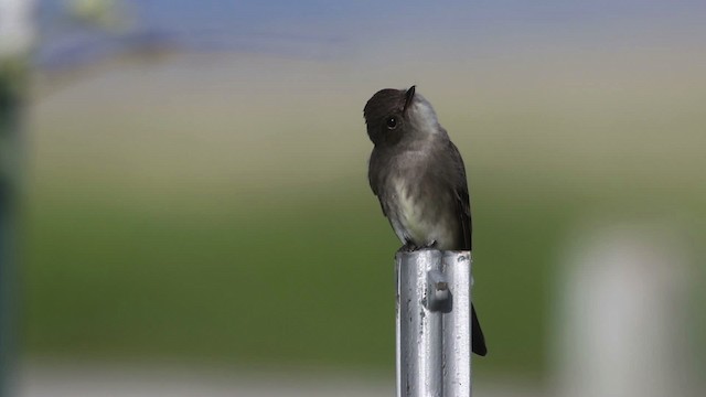 Western Wood-Pewee - ML483106