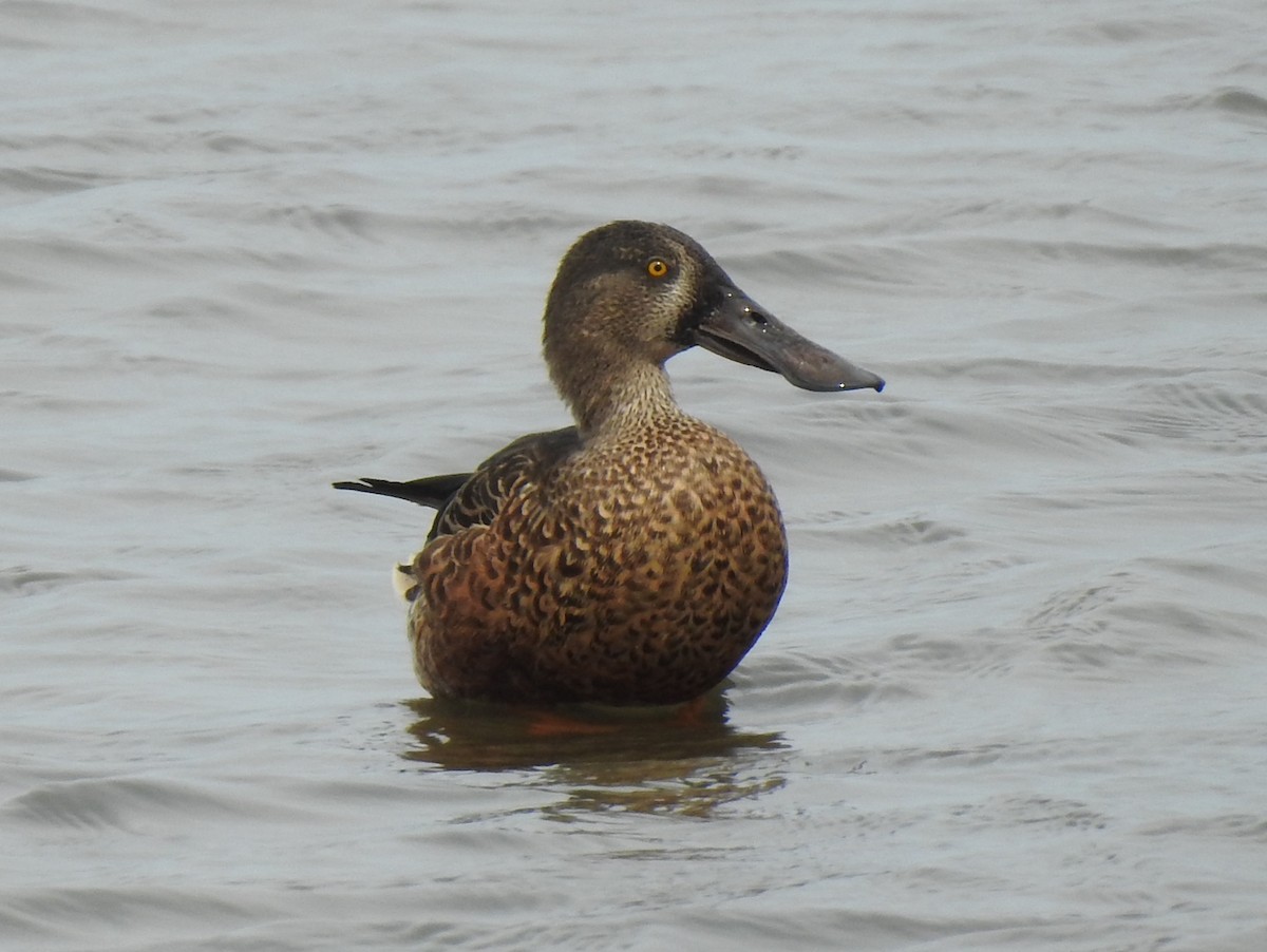 Northern Shoveler - ML483106291