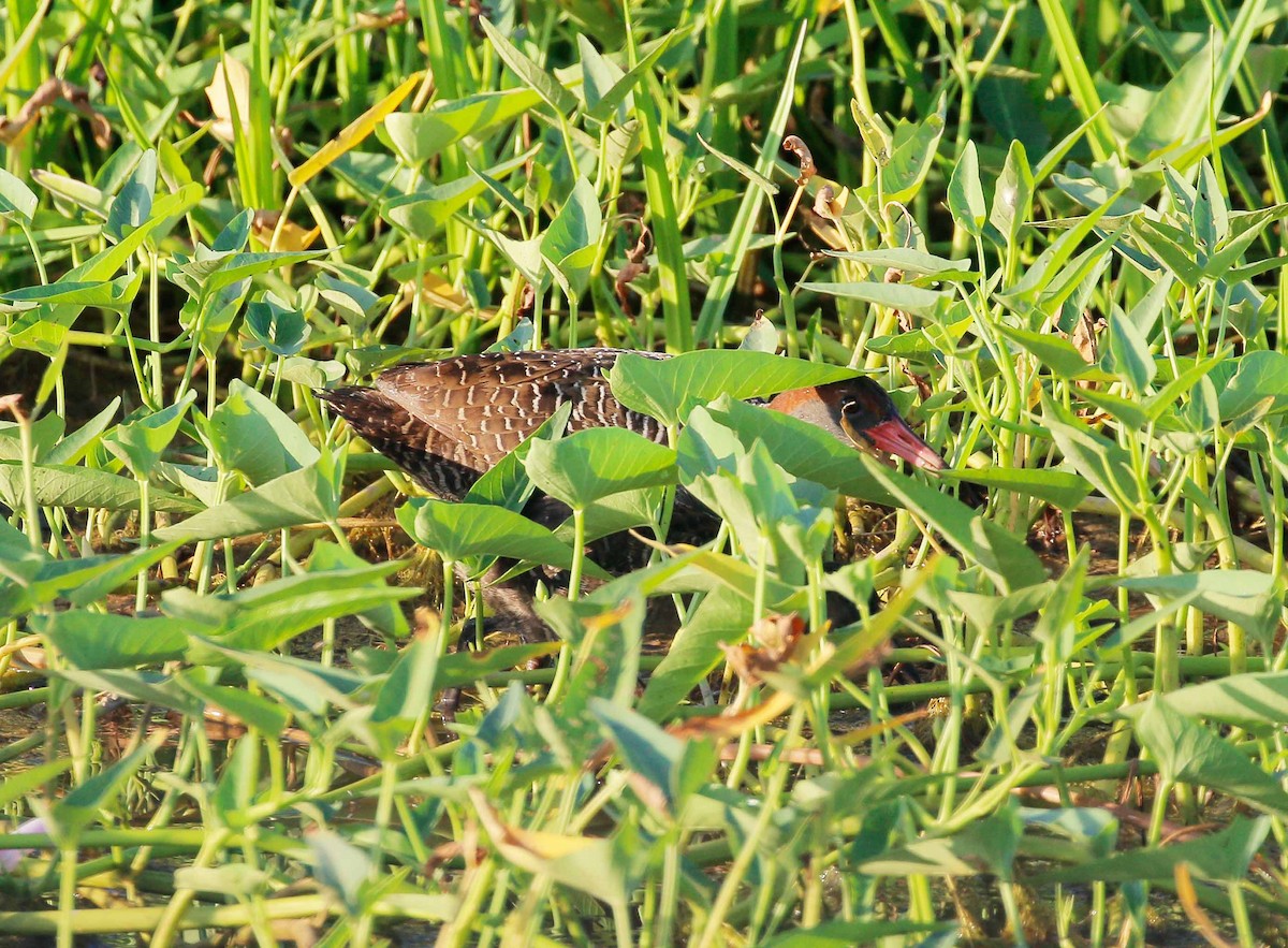 Slaty-breasted Rail - ML48310701