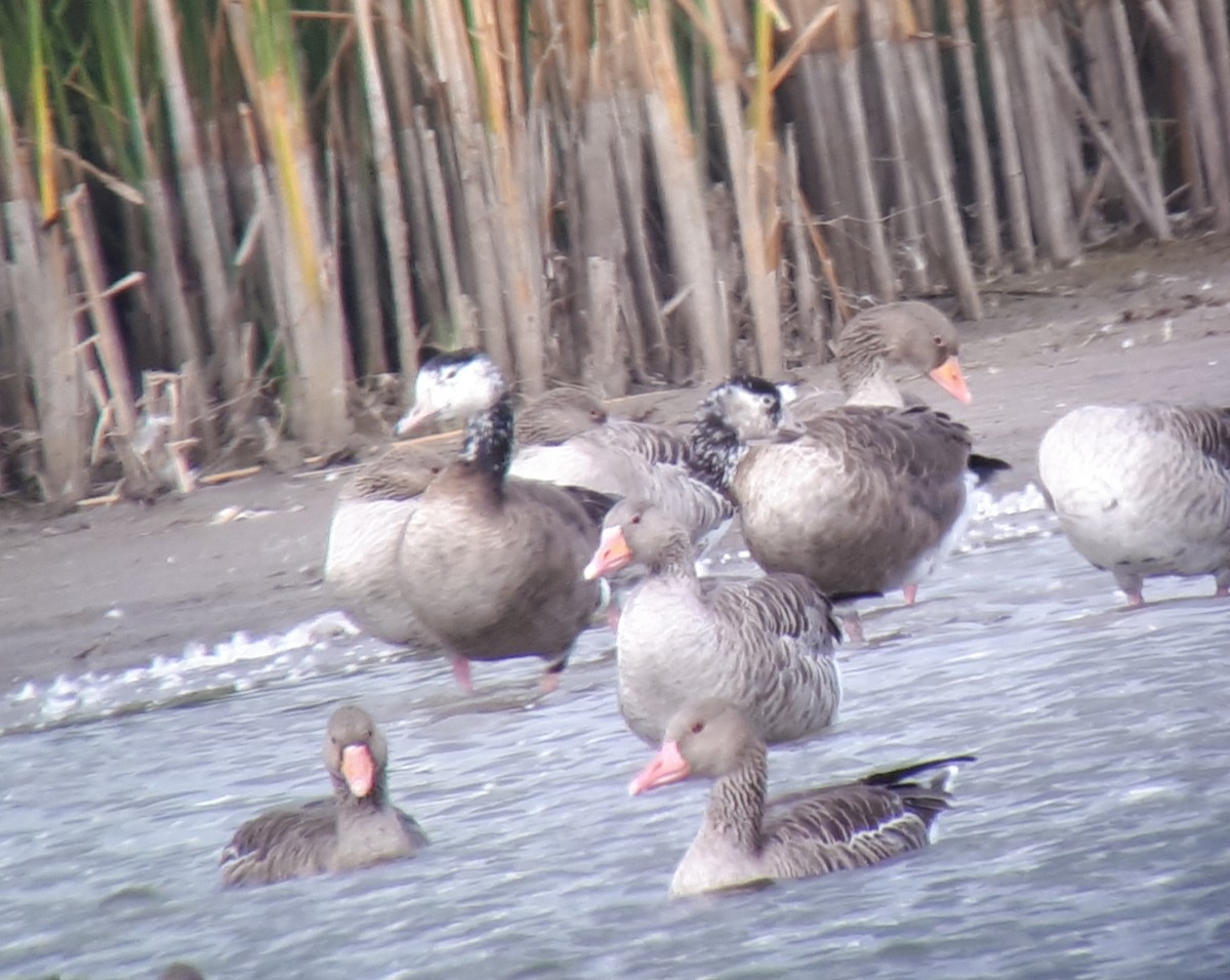 Graylag x Canada Goose (hybrid) - ML483107121