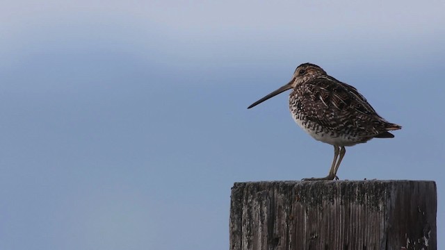 Wilson's Snipe - ML483108