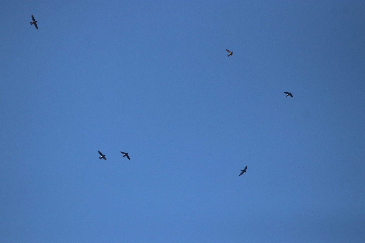 Brown-backed Needletail - Vignesh Bhat