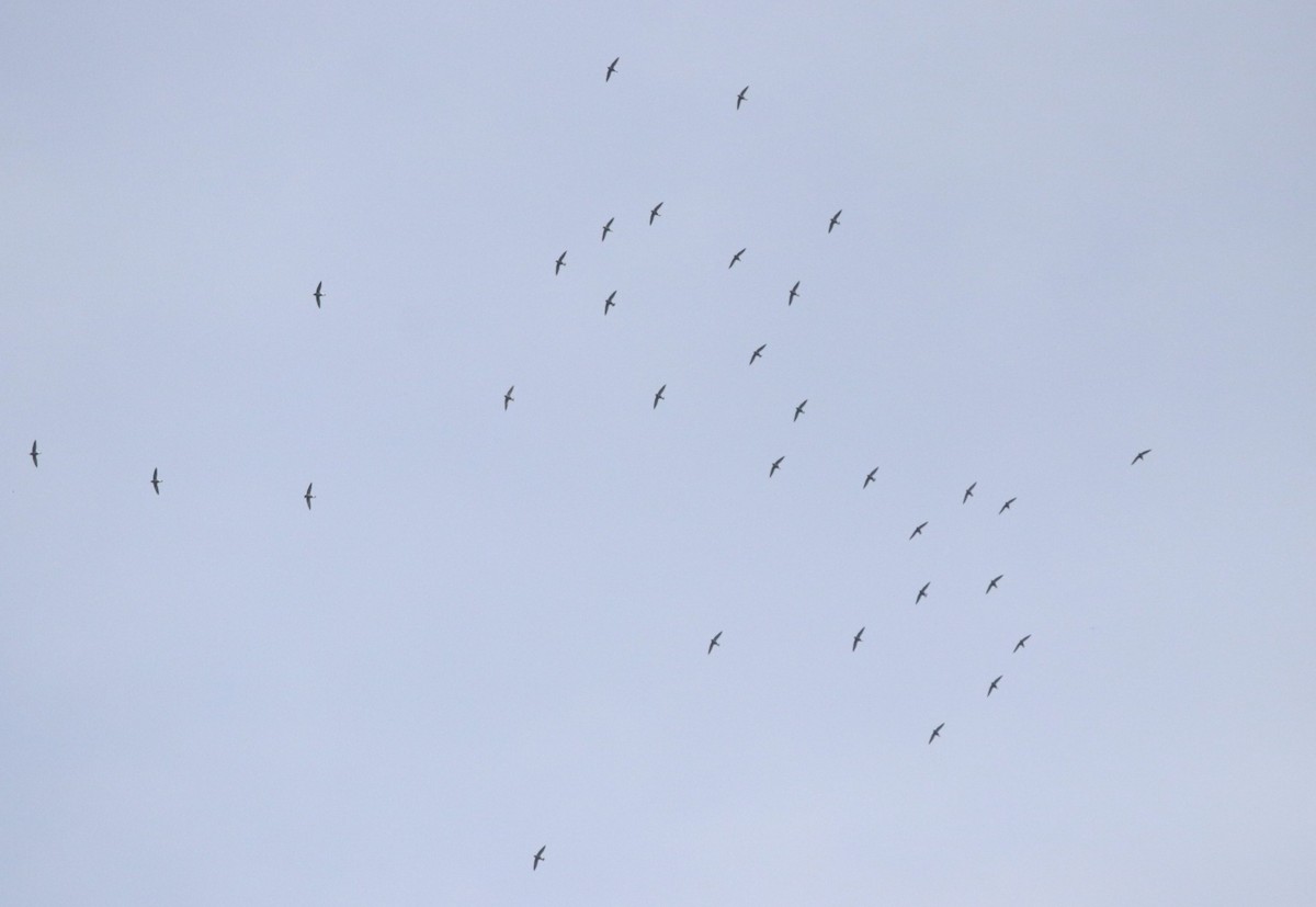 Brown-backed Needletail - Vignesh Bhat