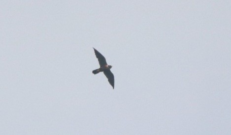 Peregrine Falcon (Shaheen) - Vignesh Bhat