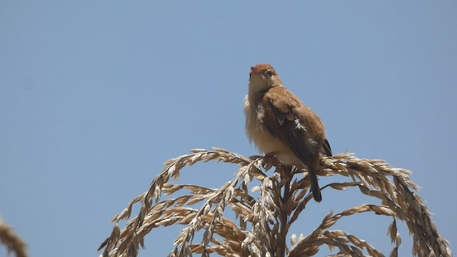 Foxy Cisticola - ML483109491