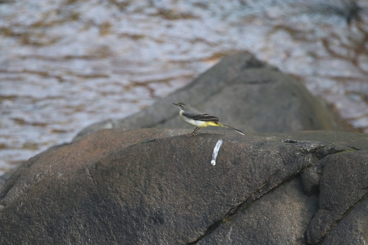 Gray Wagtail - Vignesh Bhat