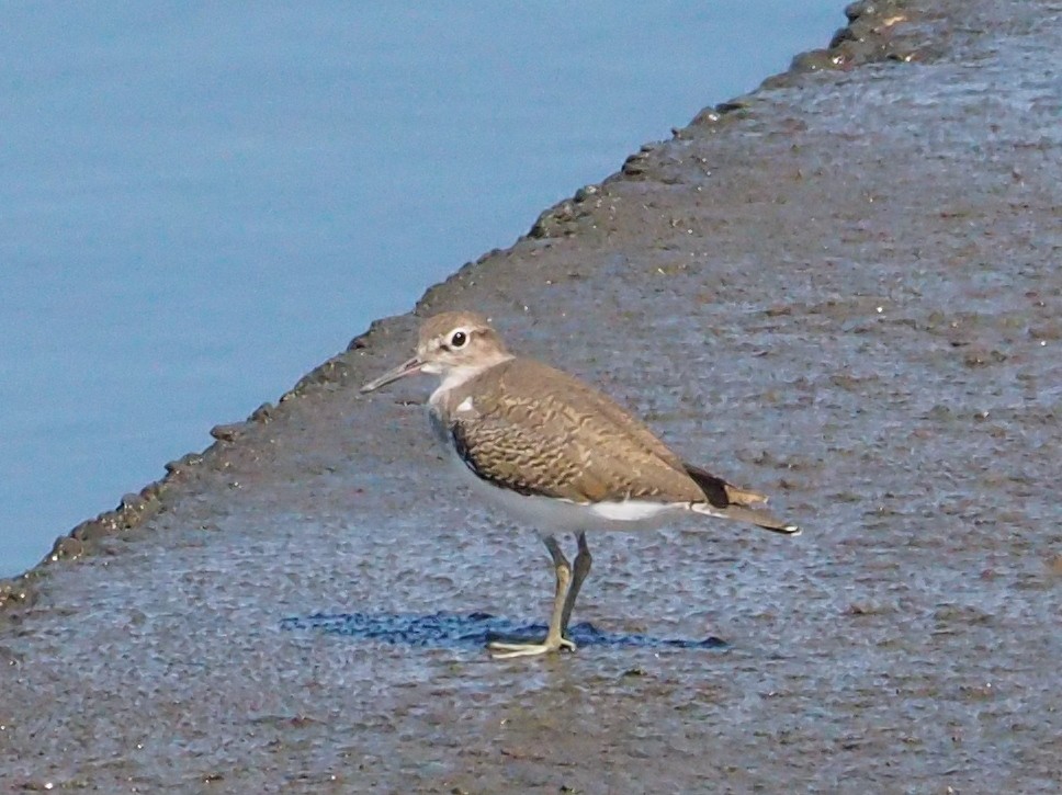 Common Sandpiper - ML483109931