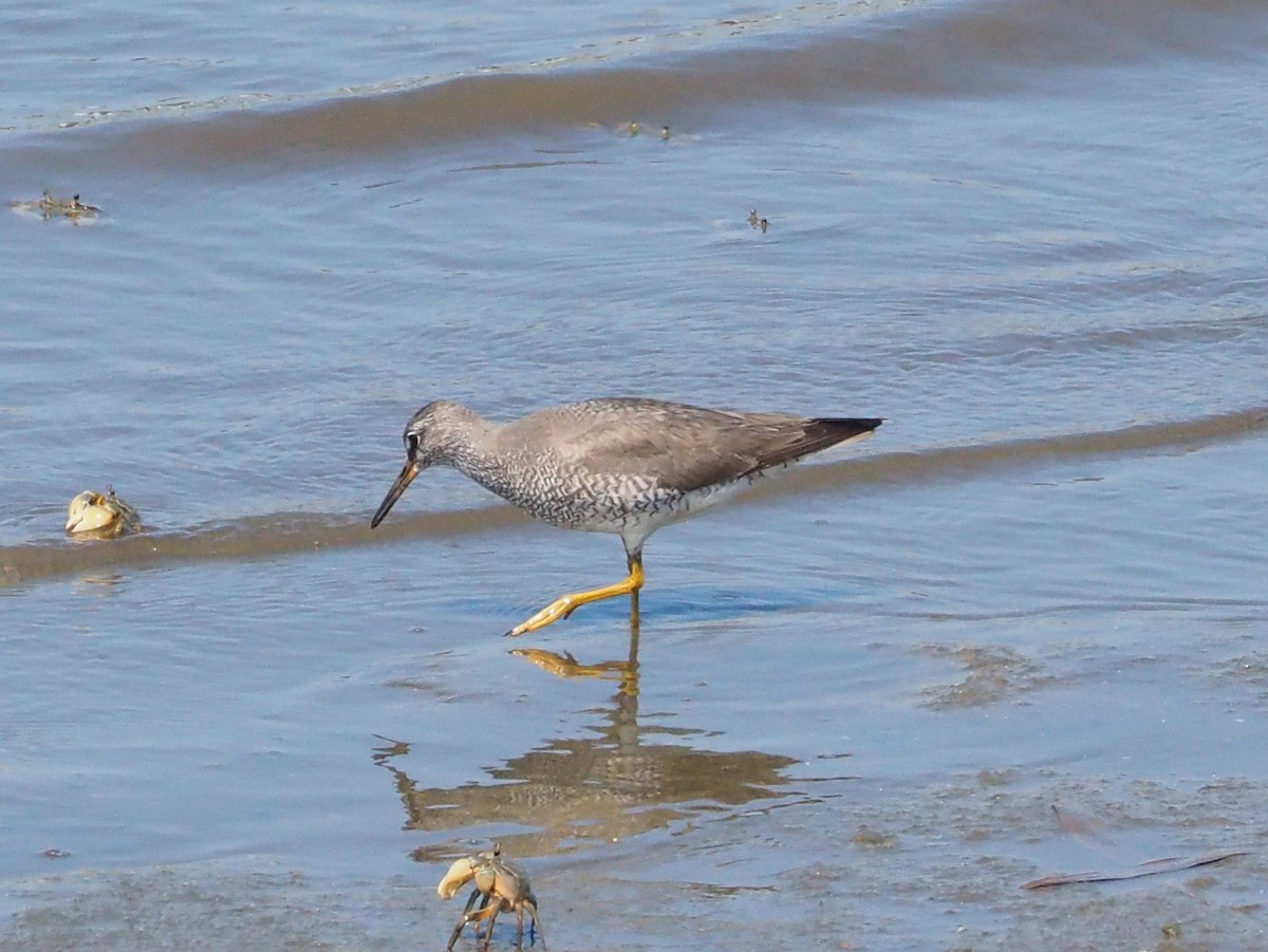 Gray-tailed Tattler - ML483109941