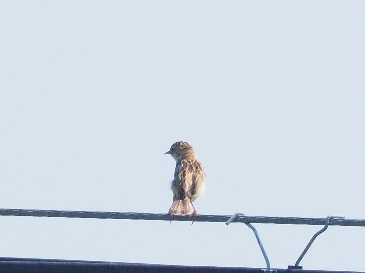 Zitting Cisticola - ML483109951