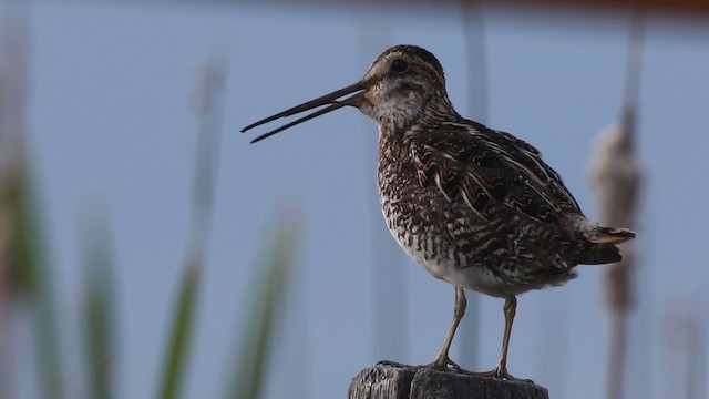 Wilson's Snipe - ML483110