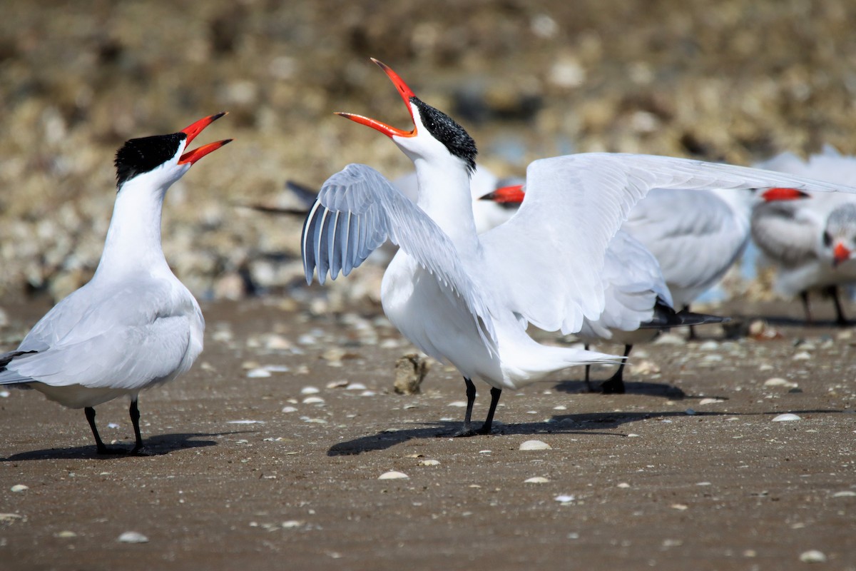 Caspian Tern - ML483110591